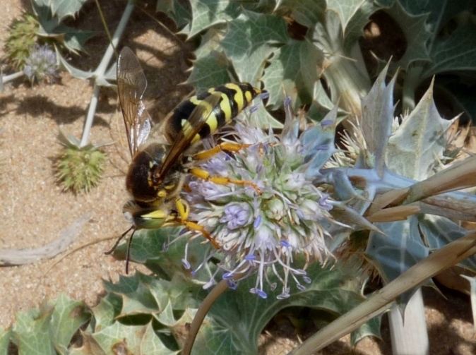 Bembix bidentata (Crabronidae)